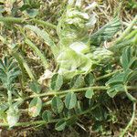 Astragalus depressus Fuelha