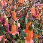 Kalanchoe manginii Цвят
