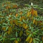 Rhododendron campanulatum Natur