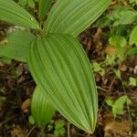 Veratrum lobelianum पत्ता