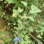 Persicaria perfoliata फल