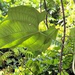 Dioscorea sansibarensis Lehti