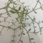 Fagonia glutinosa Hoja