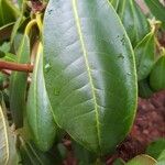 Rhododendron brachycarpum Deilen