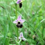 Ophrys fuciflora മറ്റ്