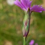 Dianthus pungens Blüte