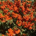 Pyracantha angustifolia Fruit