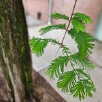 Metasequoia glyptostroboides Φύλλο