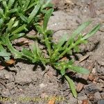 Lepidium squamatum Hábito