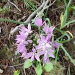 Allium unifolium Flower