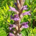 Phelipanche purpurea Fula