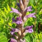 Phelipanche purpurea Flower