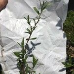 Salix purpurea Blatt