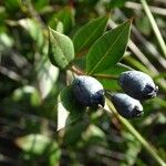 Myrtus communis Fruit