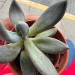 Pachyphytum kimnachii Leaf