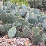 Opuntia orbiculata برگ