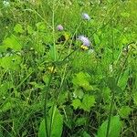 Knautia dipsacifolia Costuma