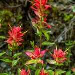 Castilleja miniata Çiçek