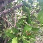 Grangeria borbonica Hoja