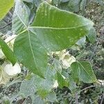 Ptelea trifoliata पत्ता