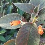Chrysothemis pulchella Çiçek