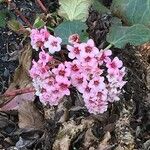 Bergenia ciliata ശീലം