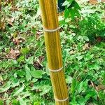 Phyllostachys edulis Casca