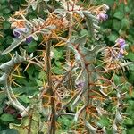 Solanum pyracanthos Кветка