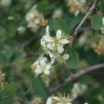 Amelanchier pallida 花