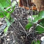 Adiantum reniforme Vivejo