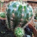 Echinocereus pectinatus Leaf