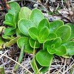 Veronica bellidioides Blad