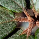 Rhododendron beanianum Blatt