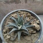 Haworthia limifolia Leaf