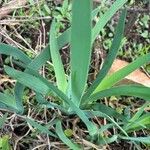 Iris pumila Leaf