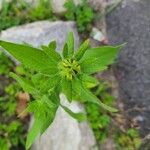 Rudbeckia hirtaLeaf