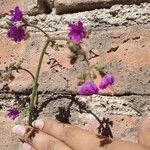 Mirabilis melanotricha Flor