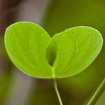 Bauhinia racemosa Hoja
