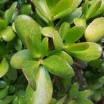 Crassula ovataFolha