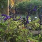 Salvia tiliifolia Virág