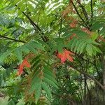 Rhus glabraFlower