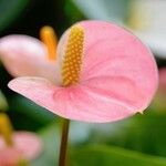 Anthurium scherzerianum Fleur