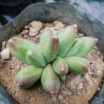 Pachyphytum compactum Folha