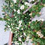 Cotoneaster dammeriFlors