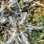 Helichrysum arenarium Hoja