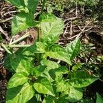 Capsicum baccatum Leaf