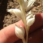 Cephalanthera austiniae Flower