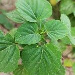 Salvia splendens ᱥᱟᱠᱟᱢ