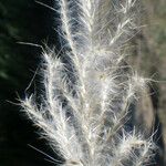 Bothriochloa barbinodis ফল