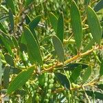 Acacia longifolia पत्ता